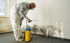 Biohazard Mold Removal in Colorado City, TX